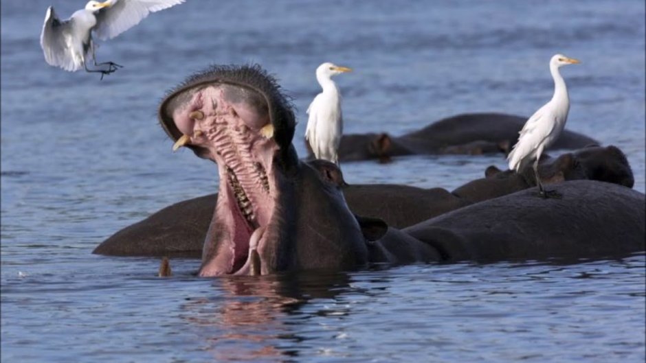 Бегемот и птицы чистильщики
