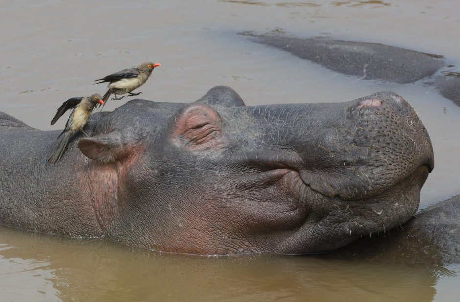 Голодный Бегемот