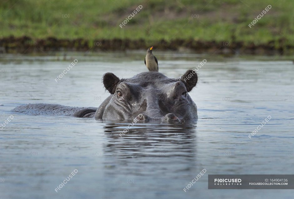 Птицы на бегемоте
