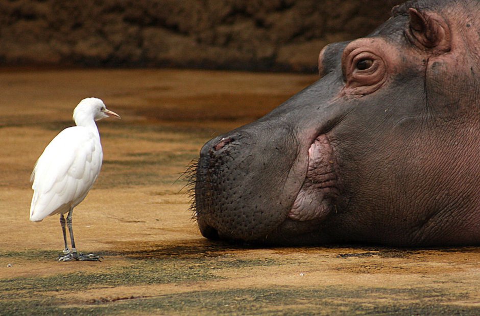 Птицы на бегемоте