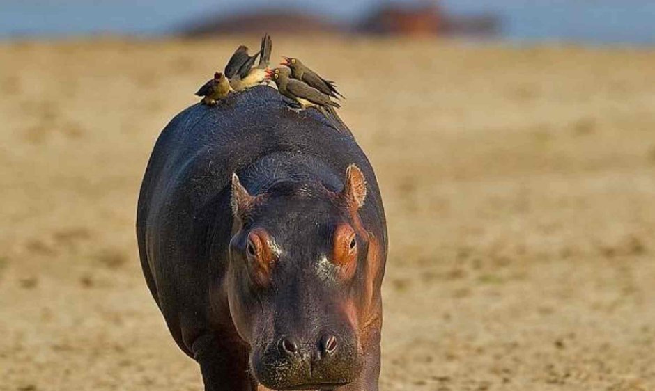 Гиппопотам и птицы