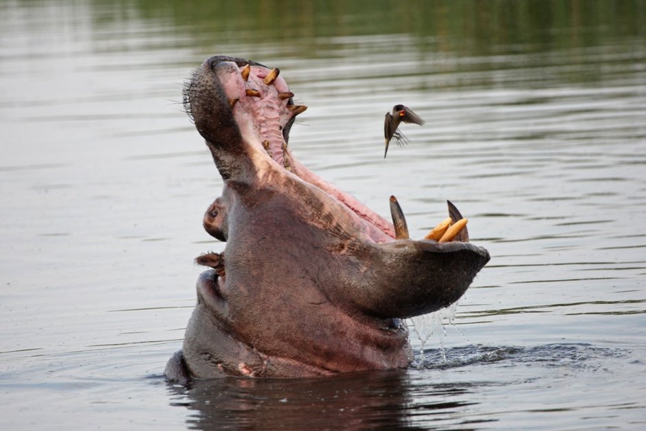 Птицы на бегемоте