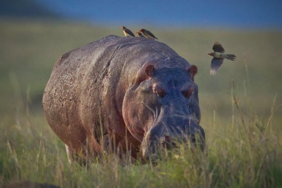 Милый Бегемот