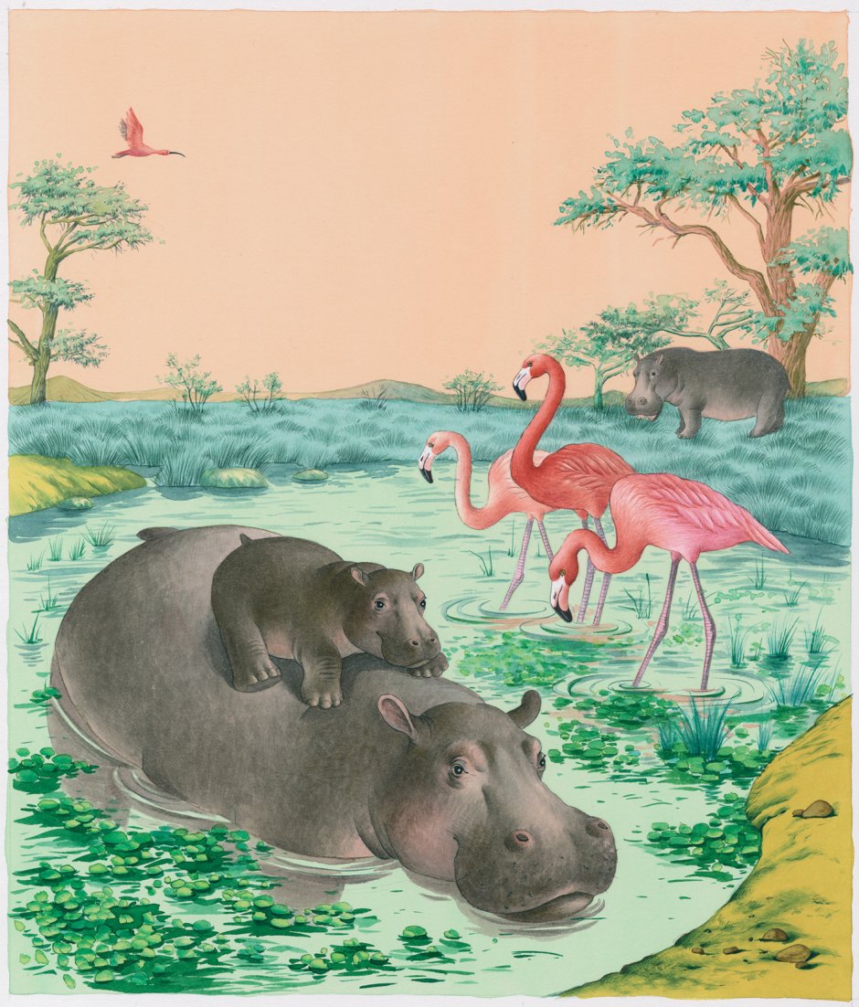 Отряд парнокопытные Бегемот