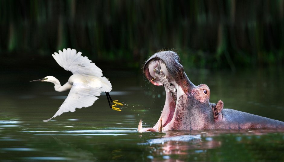 Бегемотик мультяшный