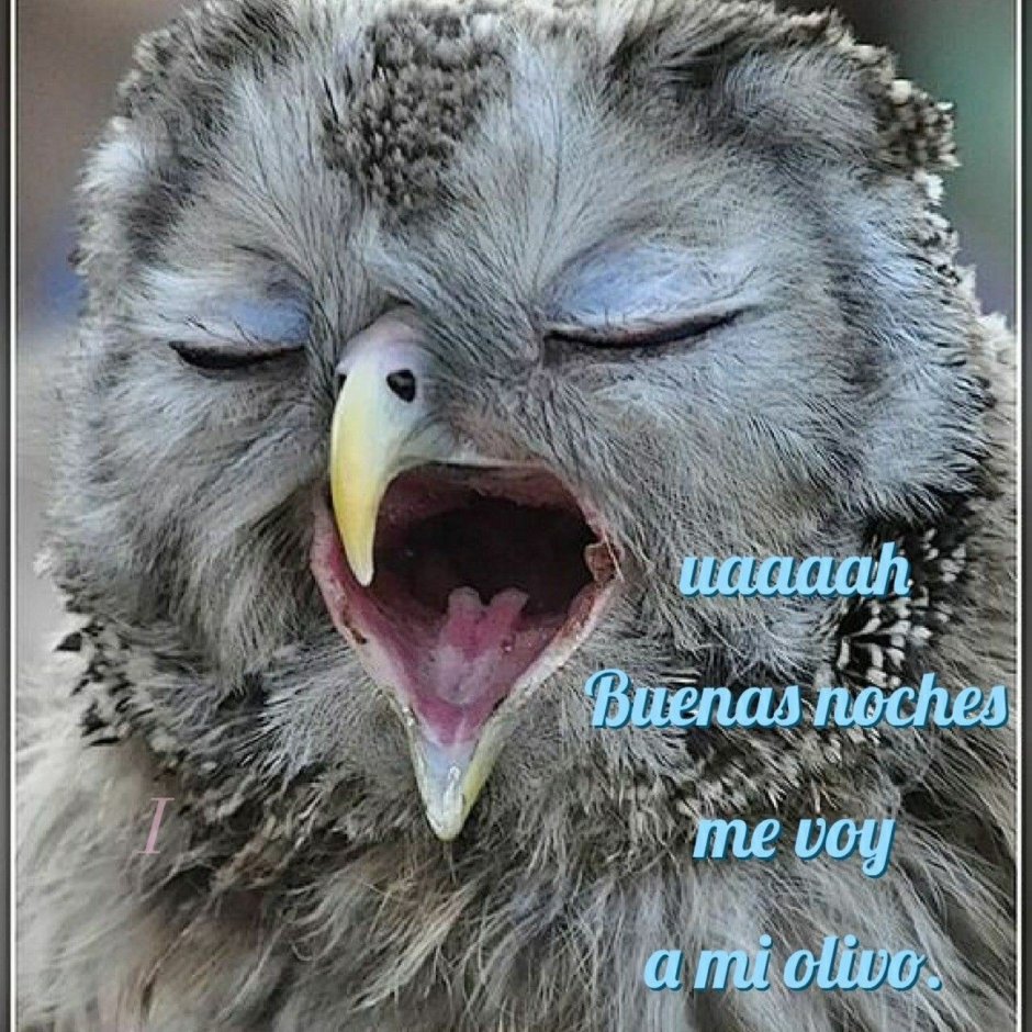 Птица зевает