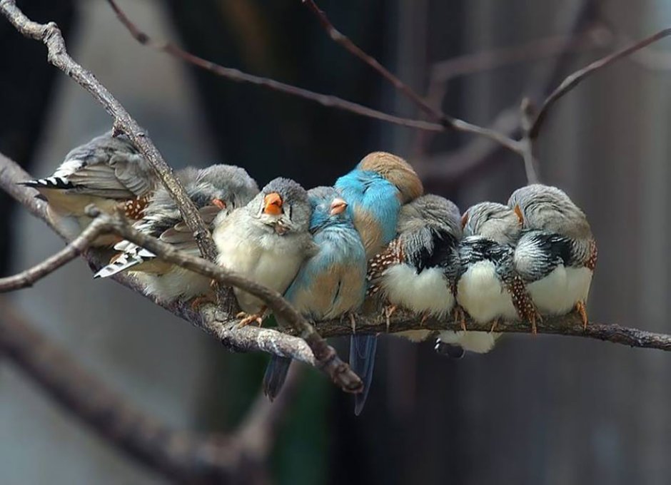 Birds of a Feather flock together