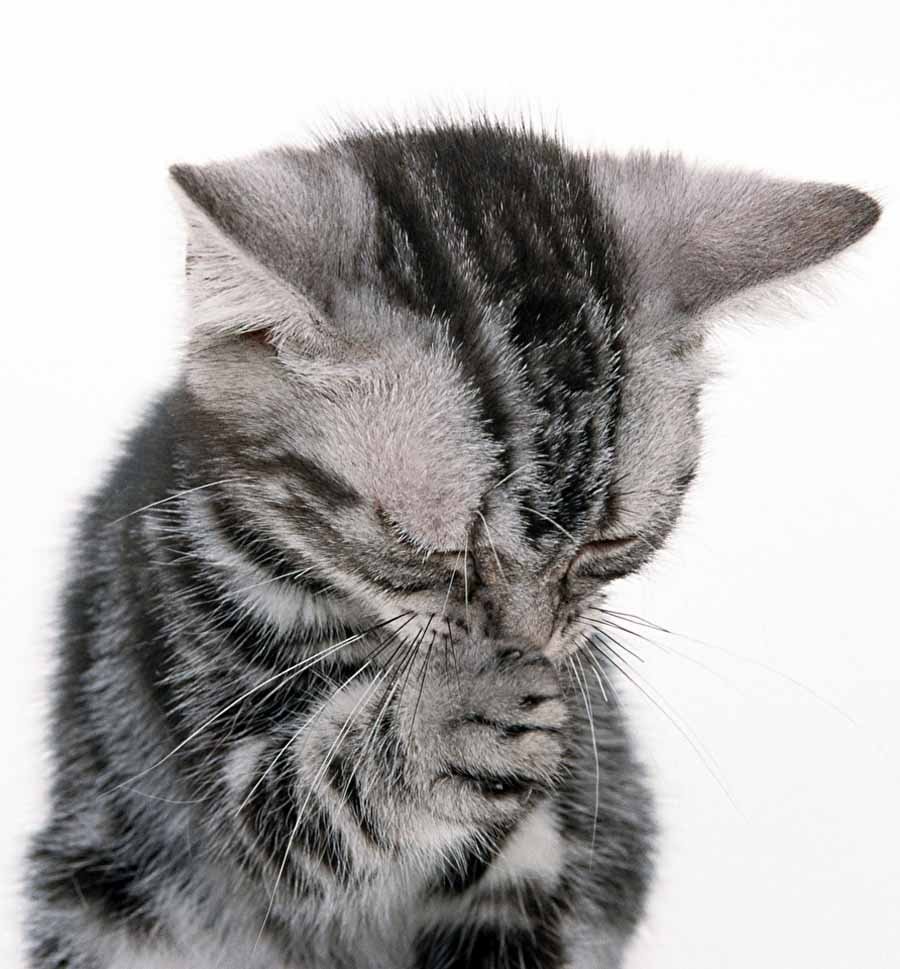 Чихающий кот