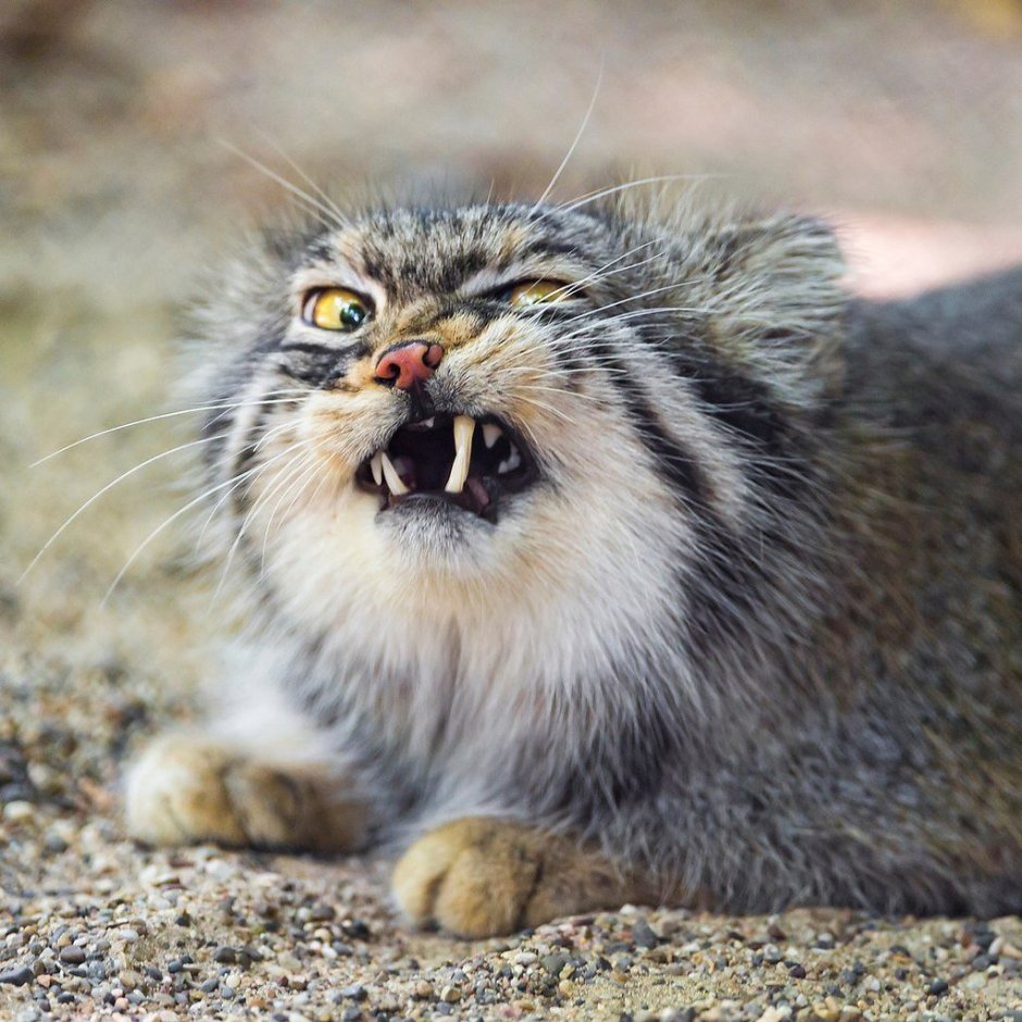 Кот чихает