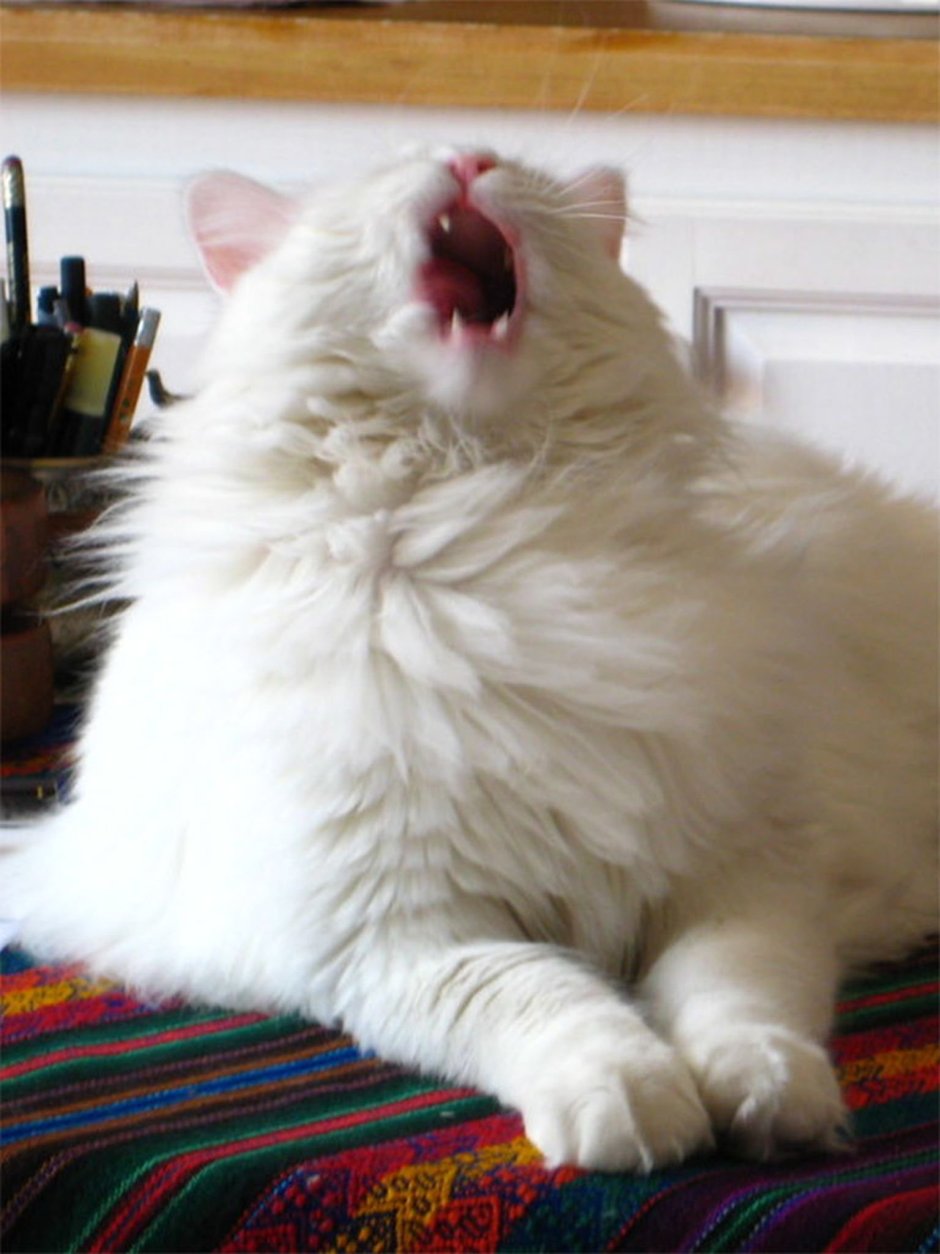 Кот чихнул
