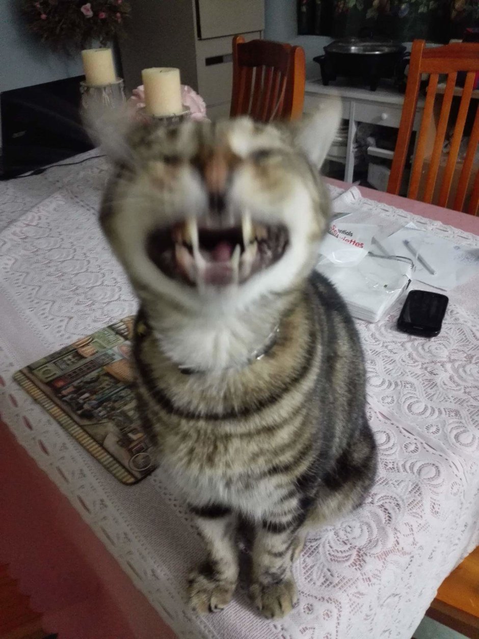 Смешной кот чихает