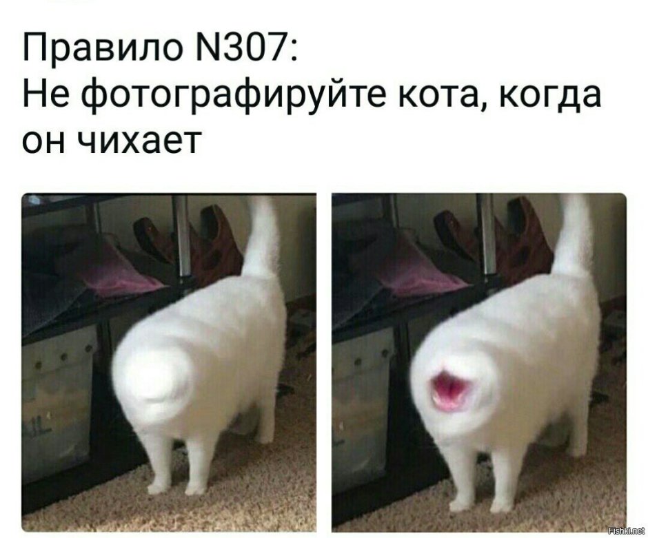 Кот с человеческими губами