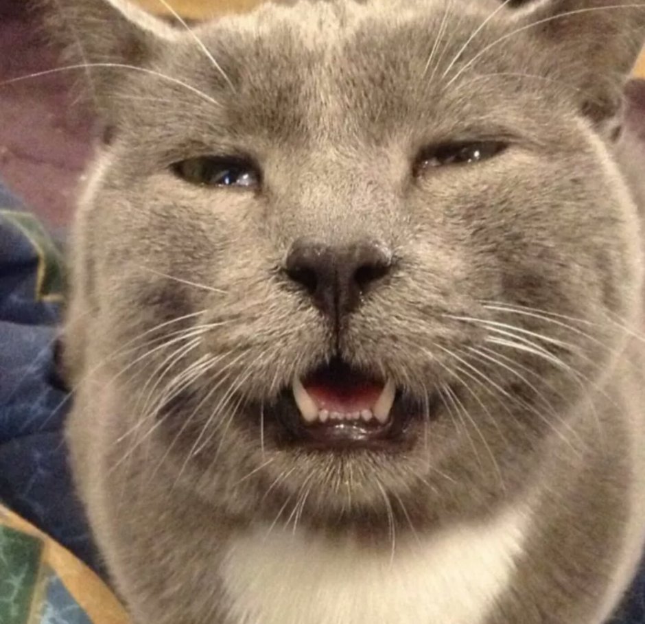 Смешной котик чихает