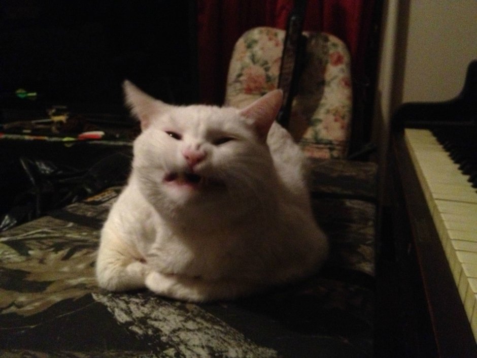 Сопливый котик