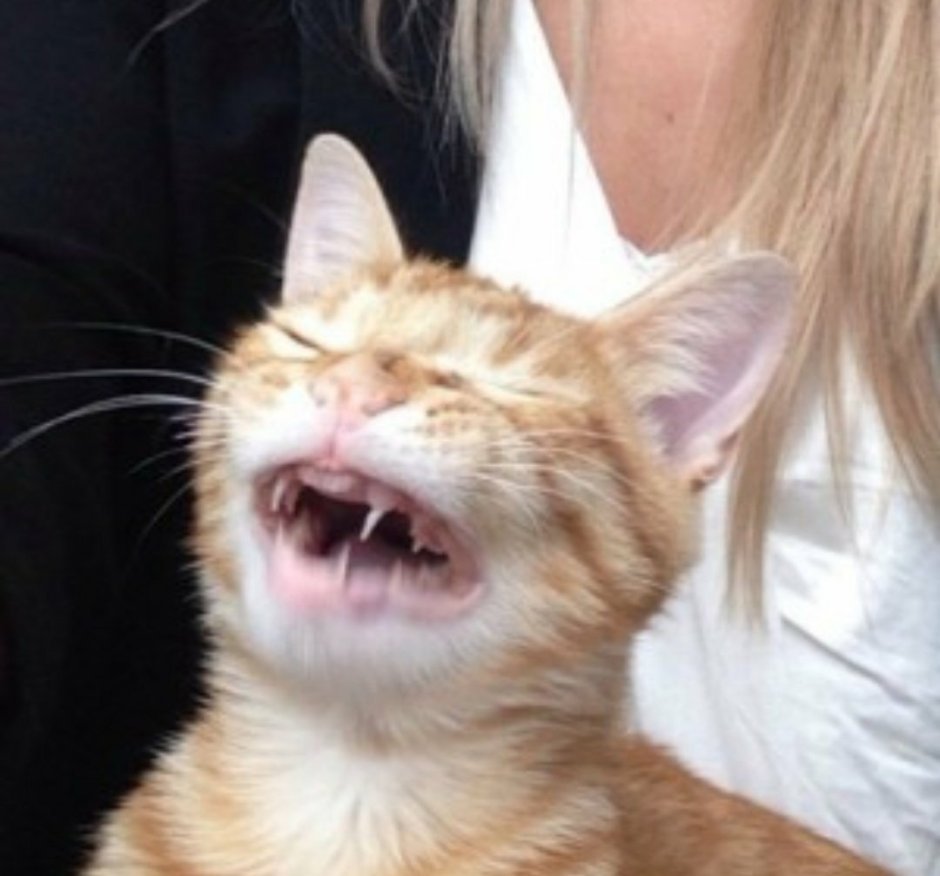 Кот кек