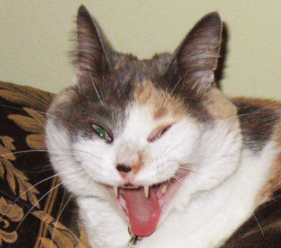 Котик фу
