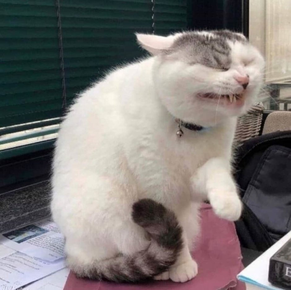 Кот чихнул