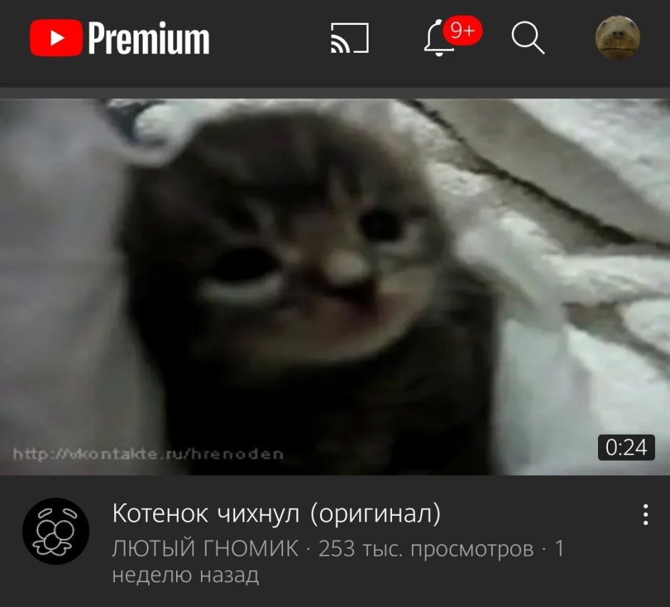 Кот персик