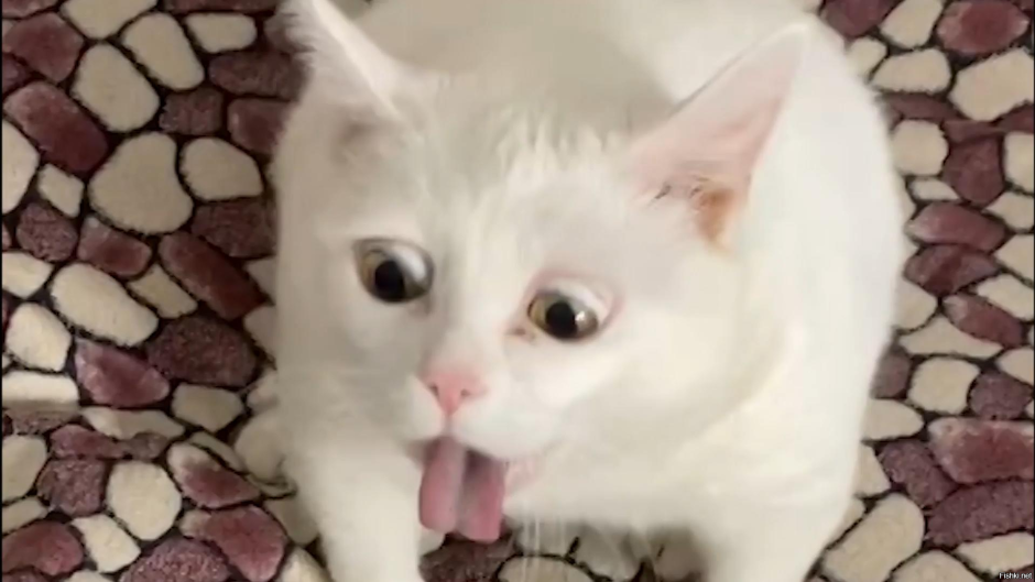 Коты мемы