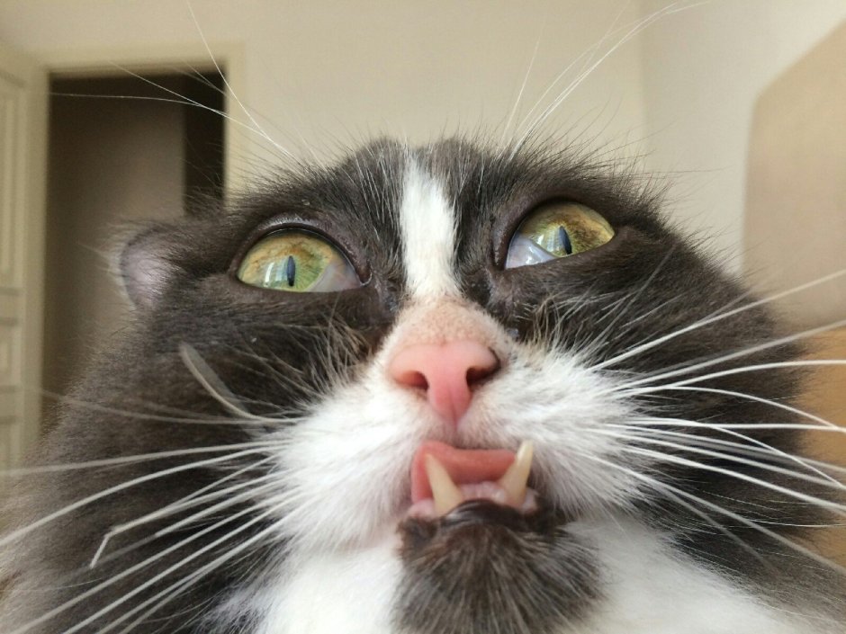 Кот Мем