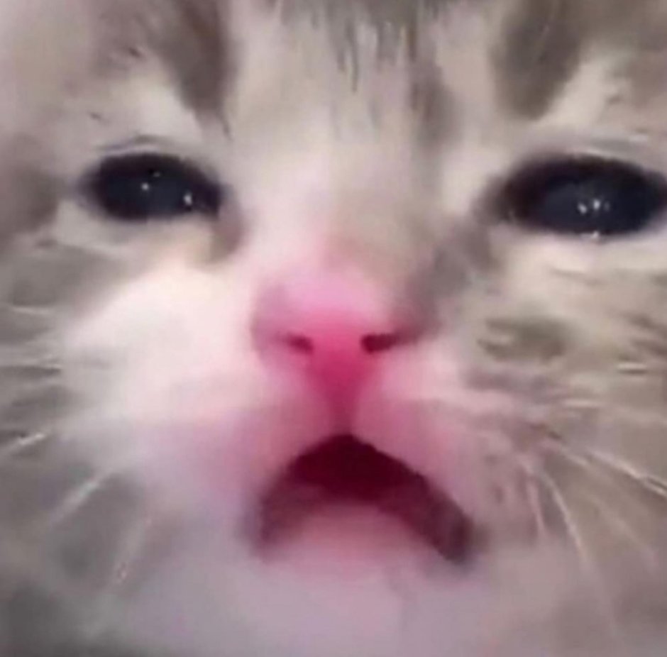 Чихающий белый кот
