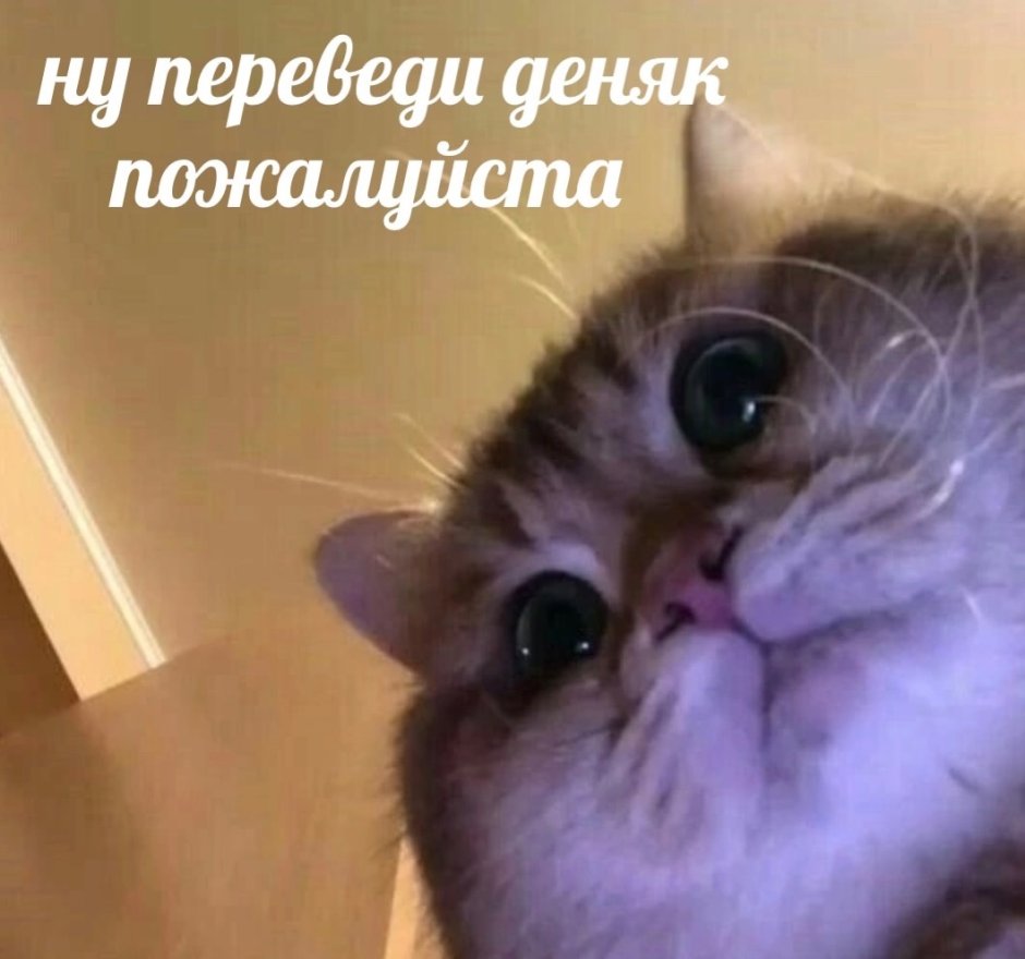 Мемы с котами