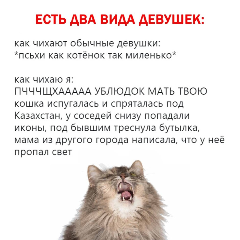 Кот thoughtlessly
