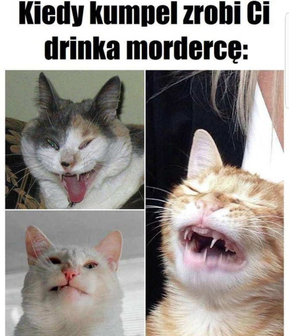Кот чихает на фото с людьми