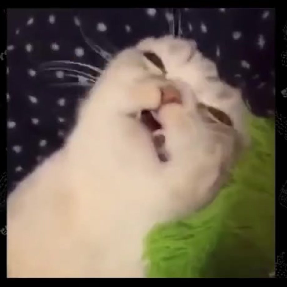 Мемный кот