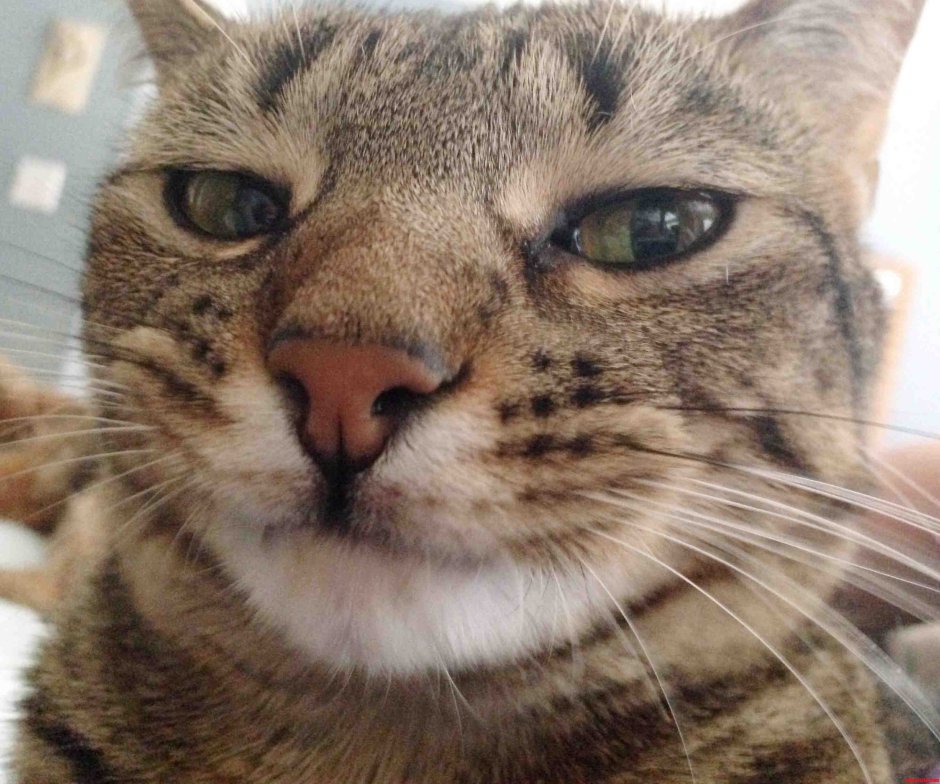 Чихающие коты