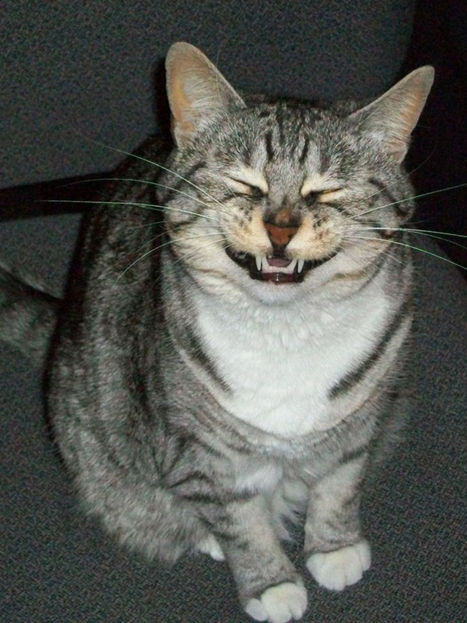 Няшные котики