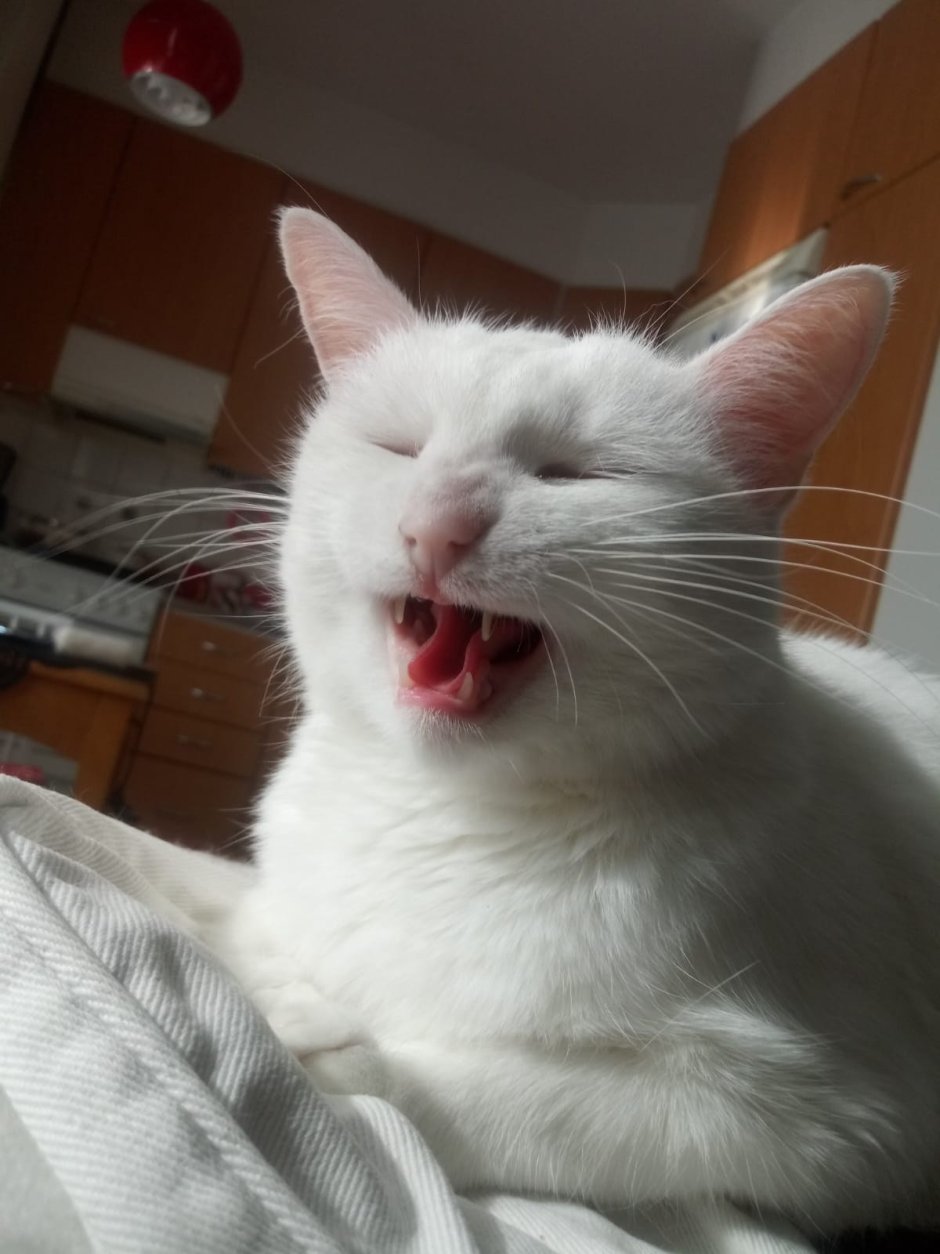 Кот персик