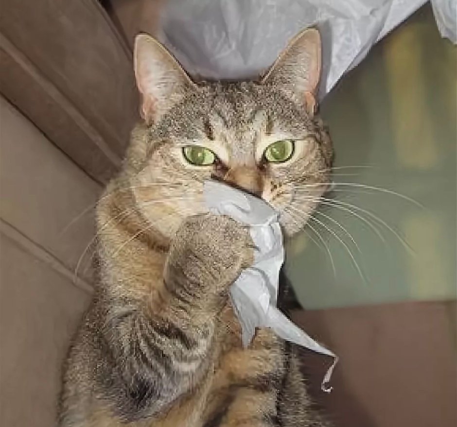 Черный кот орет