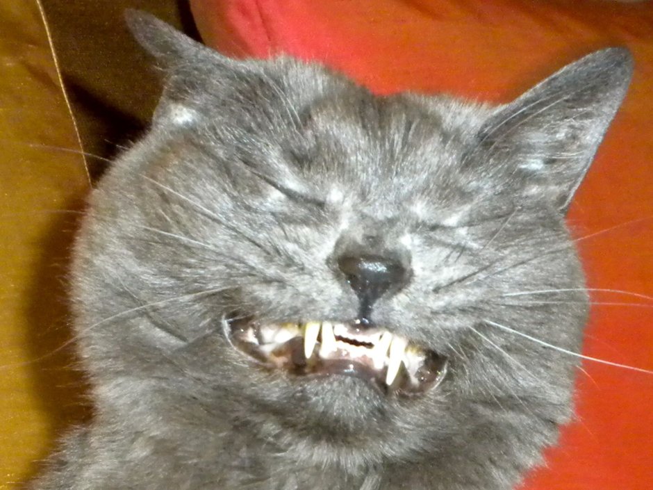 Кот фу