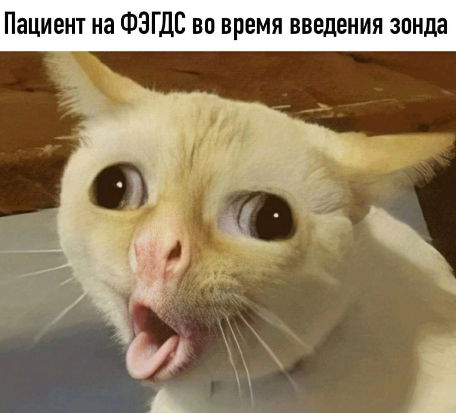 Кот сдерживает смех