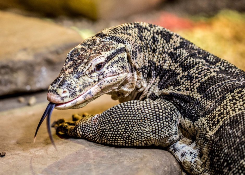 Пёстрый Варан Varanus varius
