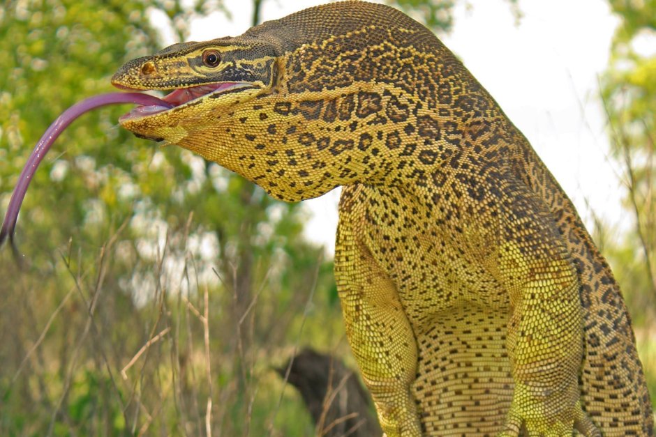 Varanus Panoptes