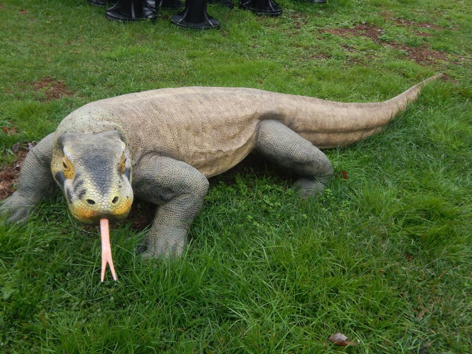 Sitana ponticeriana