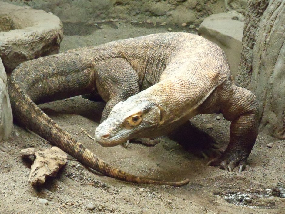 Monitor Lizard eat