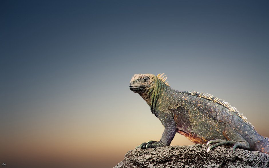 Varanus macraei