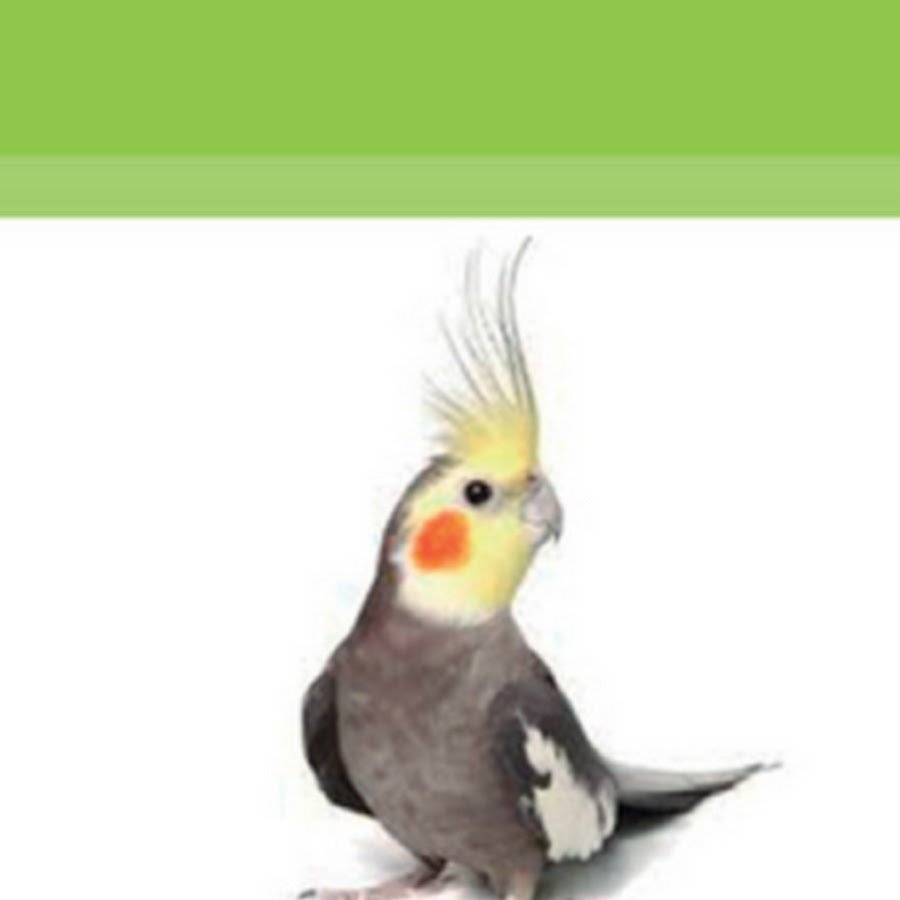 Cockatiel Cockatrix
