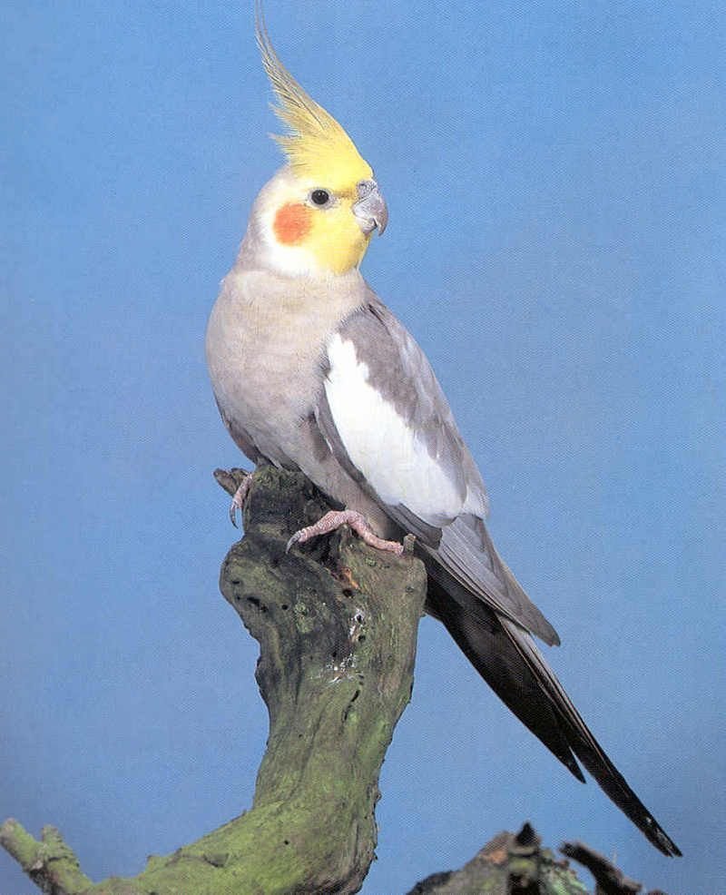 Попугай корелла Gyu