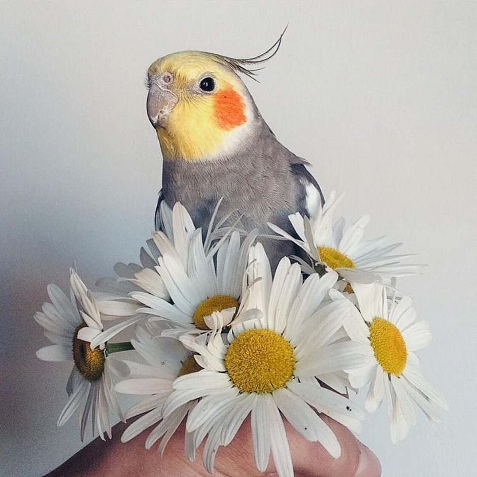 Корелла альбинос