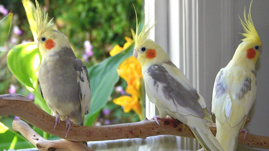 Попугай корелла в природе
