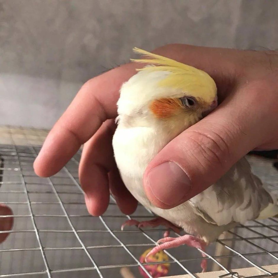 Попугай корелла