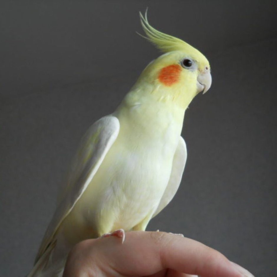 Домашний попугай корелла