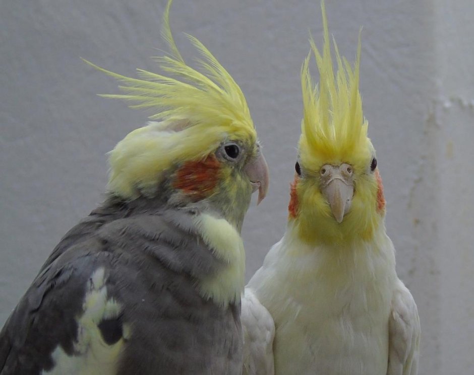 Cinnamon Cockatiel