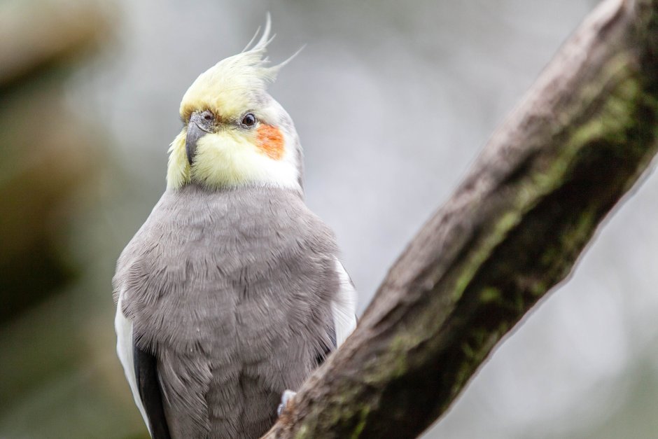 Корелла попугай 2шт