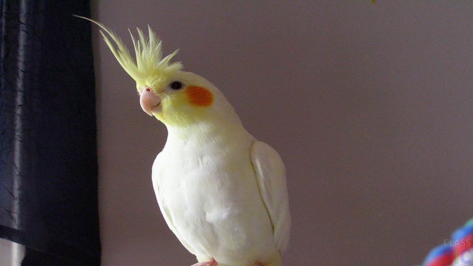 Розовый Какаду фото