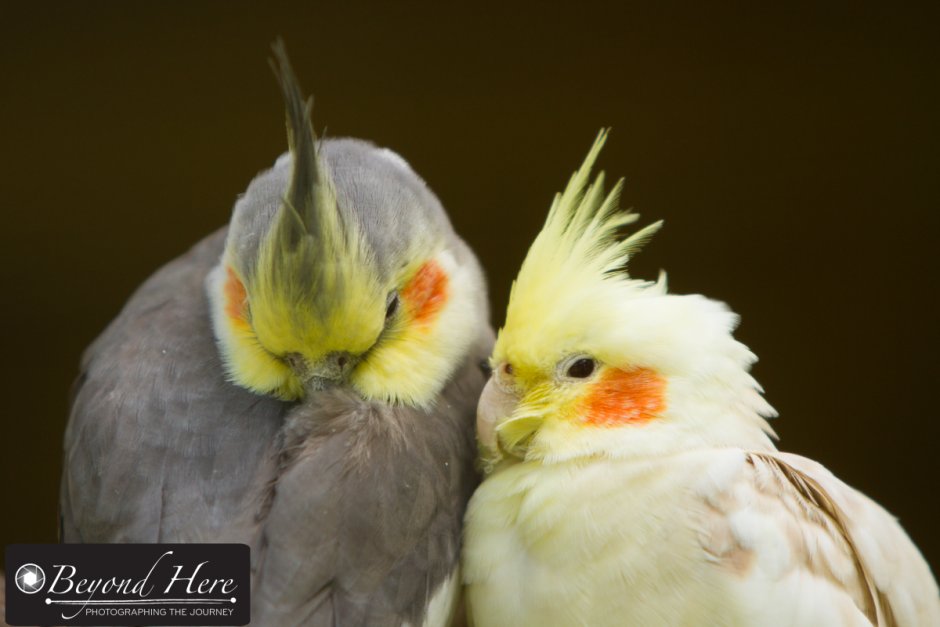 Кореллы попугаи в дикой природе